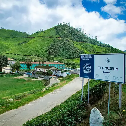 Tea museum visit